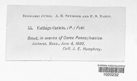 Anthracoidea caricis image